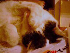 ����̒��Q�i�e�[�u�����C�g���}�u�V�C�j